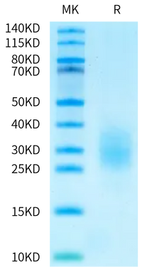 Biotinylated Human FcRH5/FcRL5 Domain Protein (FCR-HM40DB)