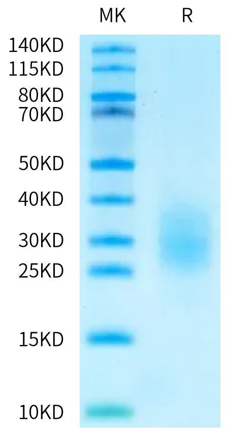 Biotinylated Human FcRH5/FcRL5 Domain Protein (FCR-HM40DB)