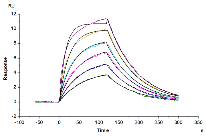 Human c-MPL/Thrombopoietin R Protein (MPL-HM101)