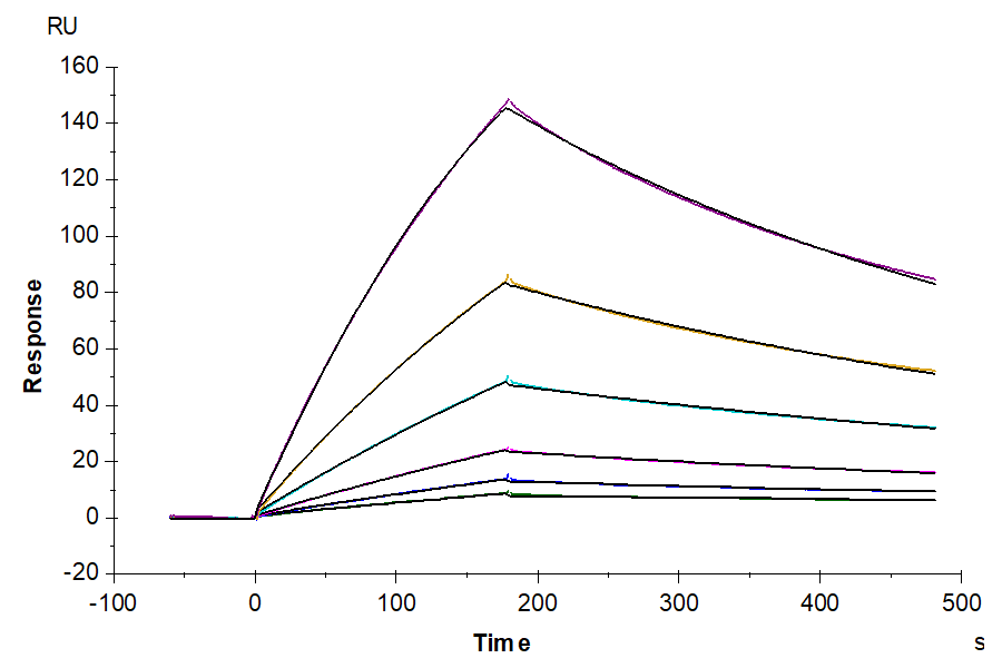 Human FGF10 Protein (FGF-HE010)