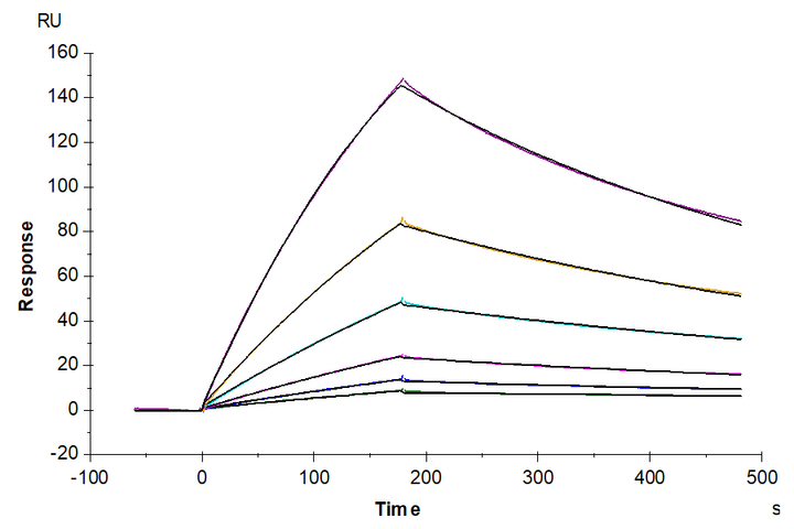 Human FGF10 Protein (FGF-HE010)