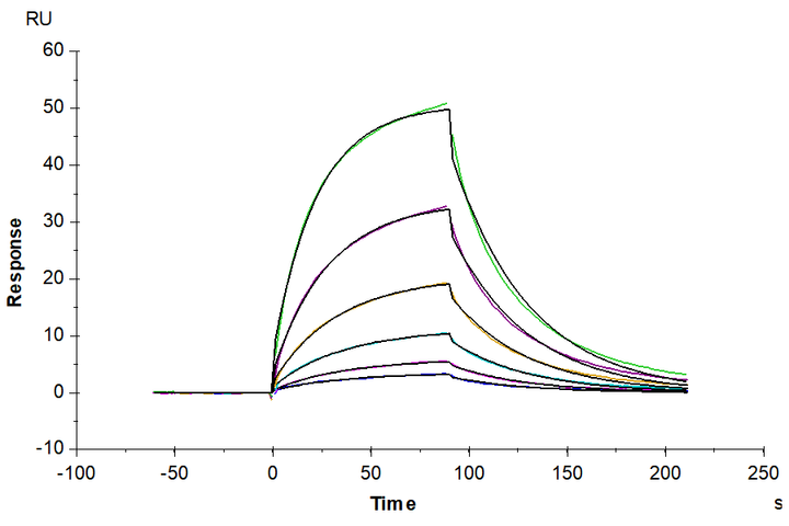 Cynomolgus IL-1 alpha/IL-1A Protein (IL1-CM01A)