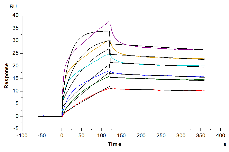 Biotinylated Human FGF-7/KGF Protein (Primary Amine Labeling) (KGF-HE101B)