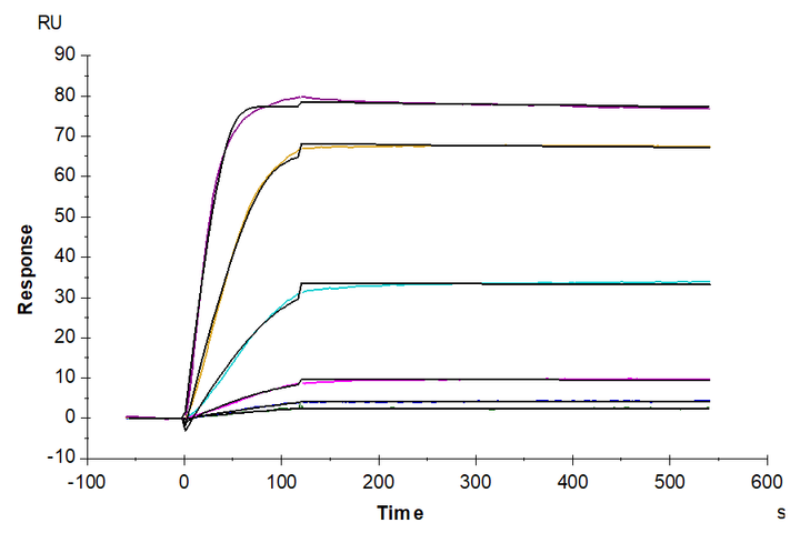 Biotinylated Human VEGF165 Protein (VEG-HM465B)