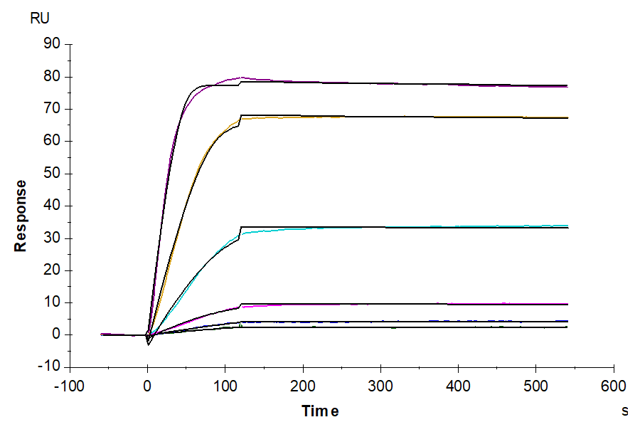 Non-biotinylated Human VEGF R1/FLT-1 Protein, Ultra Low Endotoxin (VGF-HM4R1-UL)