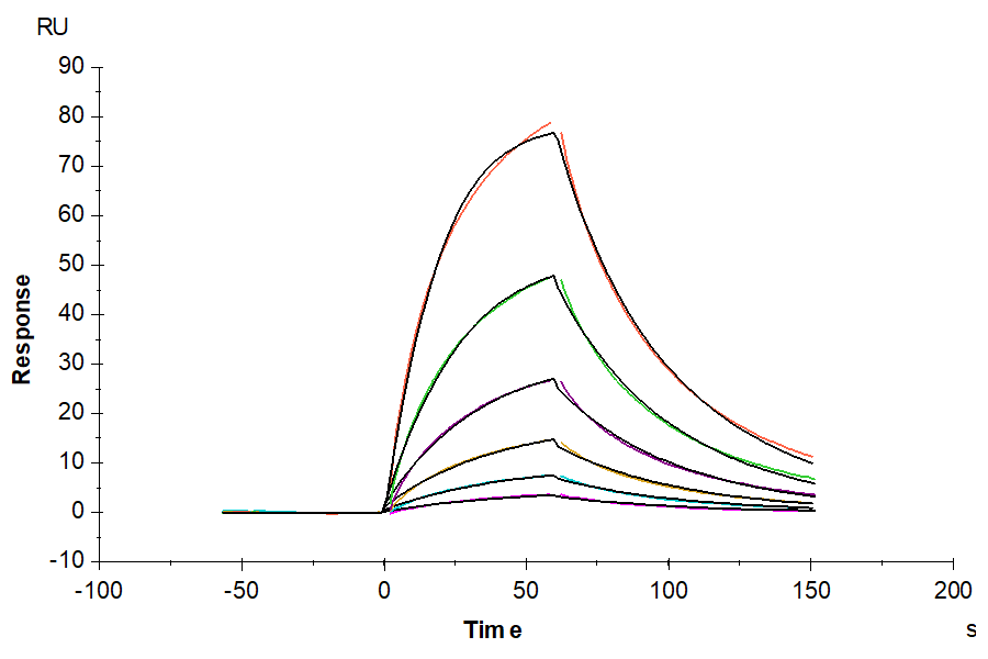 Human IL-13 Protein, Ultra Low Endotoxin (IL1-HM013-UL)