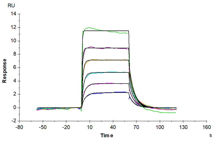 Cynomolgus IL-1 alpha/IL-1A Protein (IL1-CM10A)