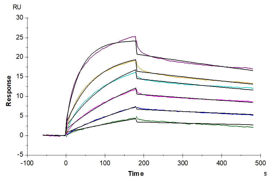 Biotinylated Human GPRC5D Protein-VLP (GPR-HM05PB)