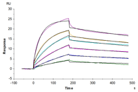 Biotinylated Human GPRC5D Protein-VLP (GPR-HM05PB)