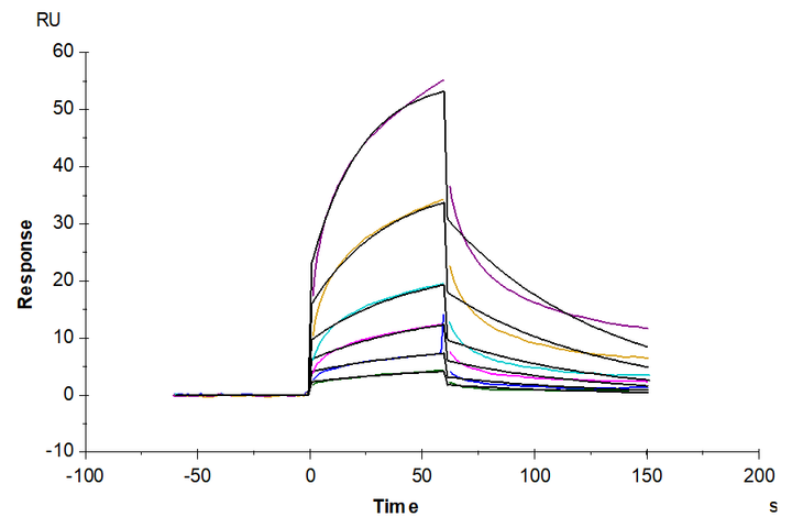 Human APOE4/Apolipoprotein E Protein (APO-HM102)