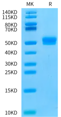Human CDH17/Cadherin 17 Domain 4 Protein (CDH-HM34D)