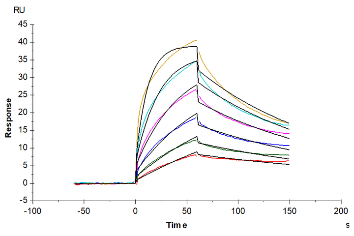 Human FGF1 Protein (FGF-HE00A)