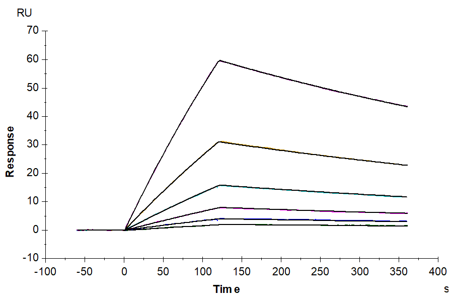 Human IL-31 RA-Protein (ILR-HM1RA)