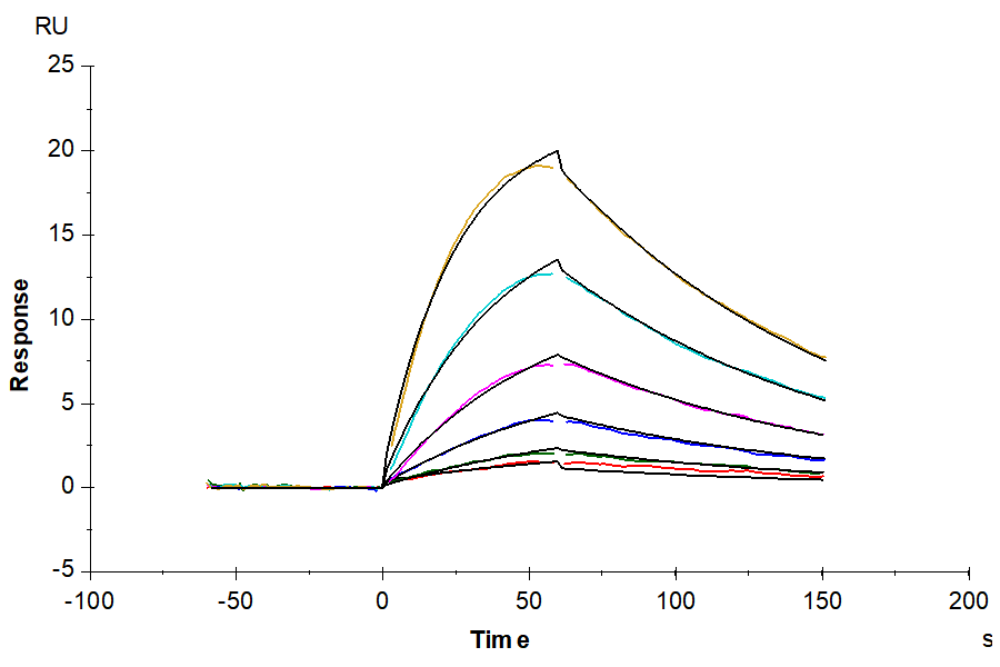 Mouse PLAU/uPA Protein (PLA-MM401)
