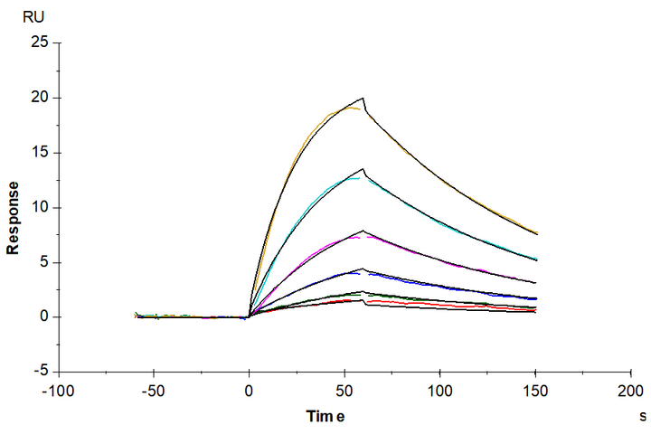 Mouse PLAU/uPA Protein (PLA-MM401)