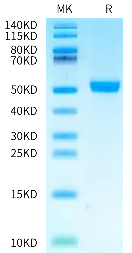 SDS-PAGE image showing a protein molecular weight marker and a single purified protein band, indicating high purity of the sample.