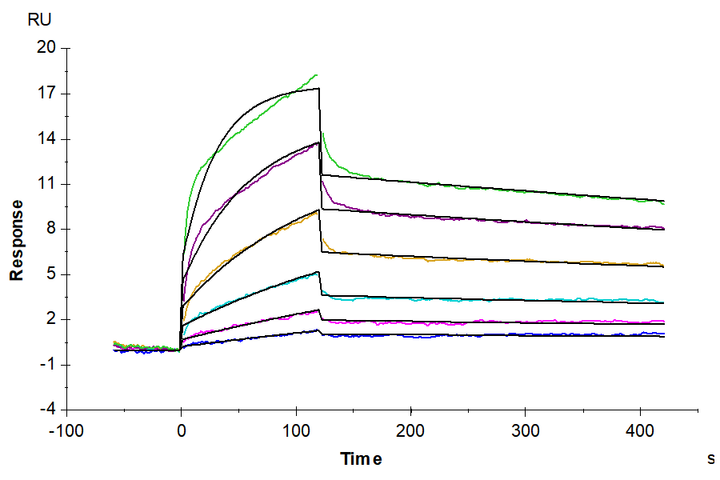 Human EGFR/HER1 Protein (EGF-HM401)