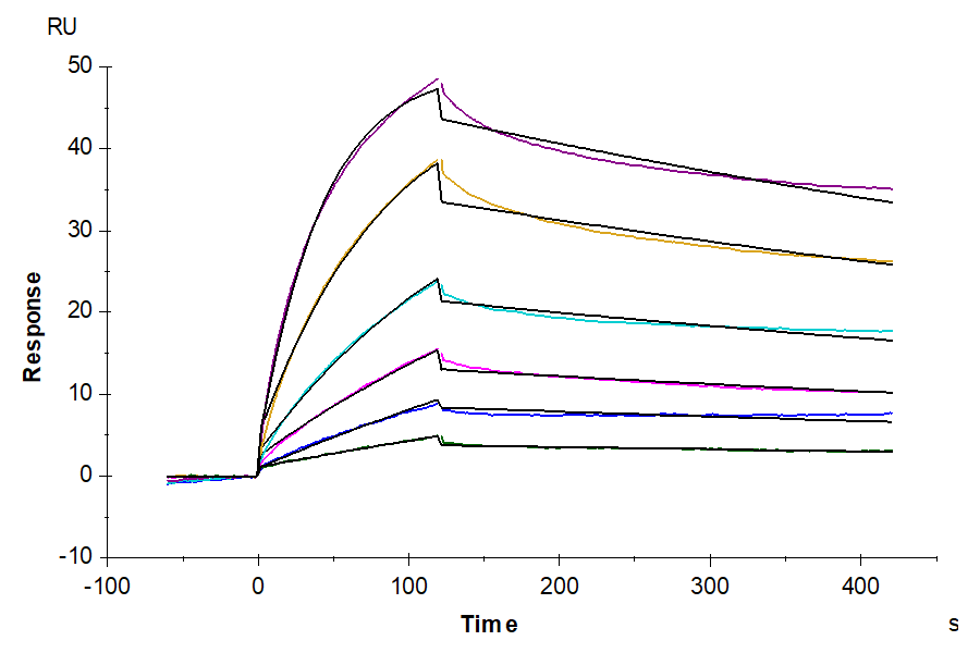 Biotinylated Human TNFSF15 Trimer Protein (Primary Amine Labeling) (FSF-HM416B)