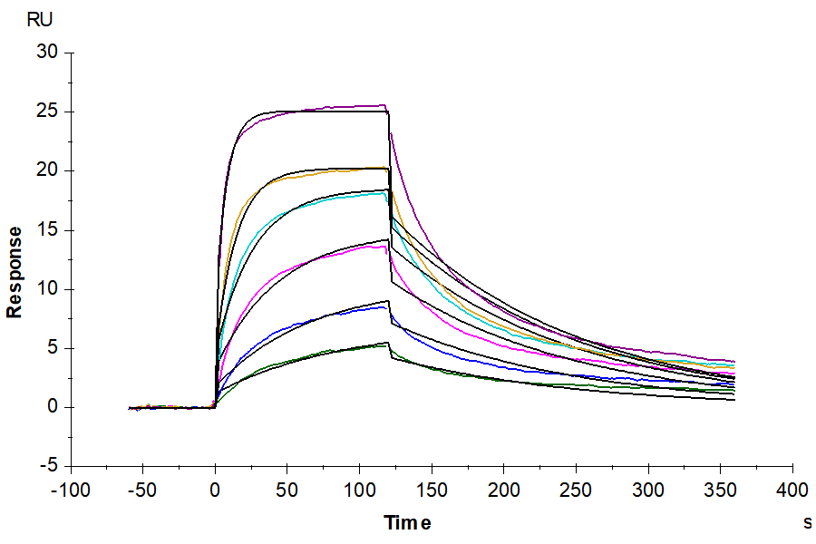 Biotinylated Human IL-13 Protein (IL1-HM413B)