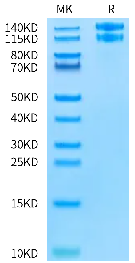 Human Integrin alpha 10 beta 1 (ITGA10&ITGB1) Heterodimer Protein (ITG-HM110)