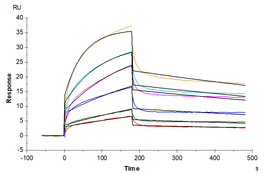 Biotinylated CCR2B VLP captured on CM5 Chip via streptavidin can bind Anti-CCR2 Antibody, hFc with an affinity constant of 2.19 nM as determined in SPR assay (Biacore T200) (QC Test).