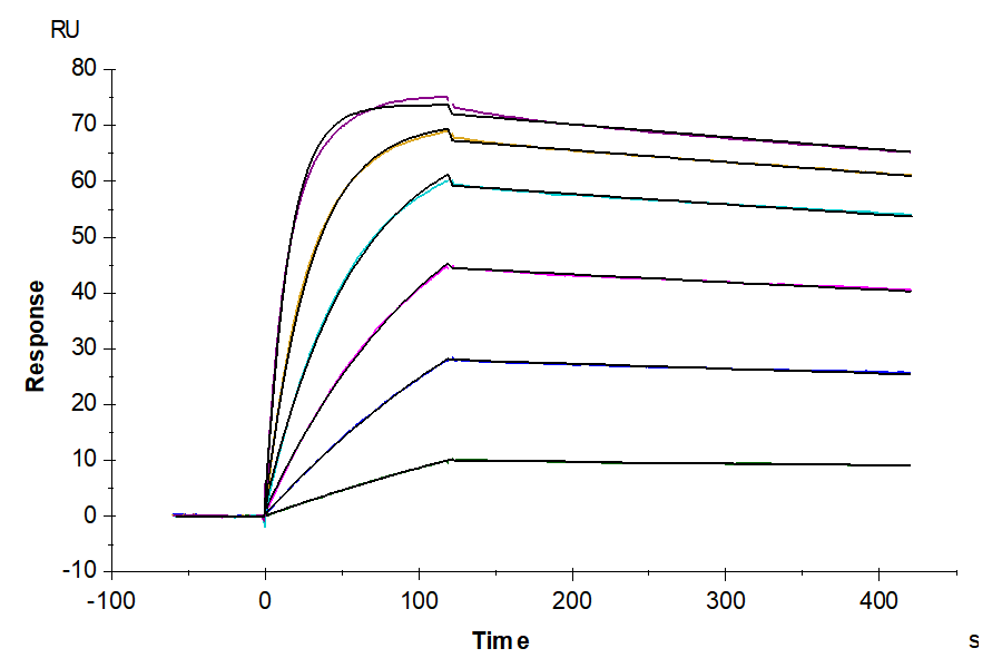 Human CD19 Protein (CD1-HM119)