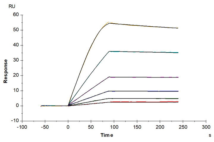 Human GDF-2/BMP-9 Protein (GDF-HM002)