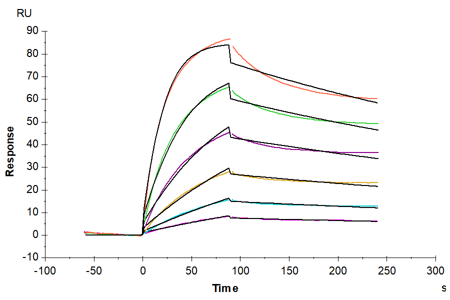 Rat FcRn Protein (FRN-RM101)