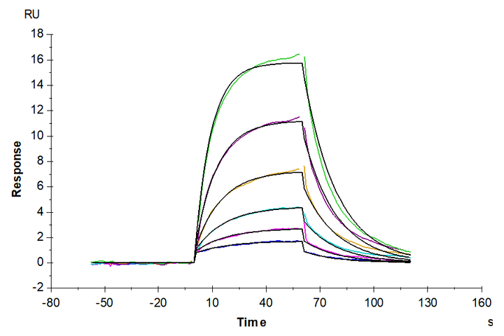 Mouse Serum Albumin Protein (BSA-MM101)