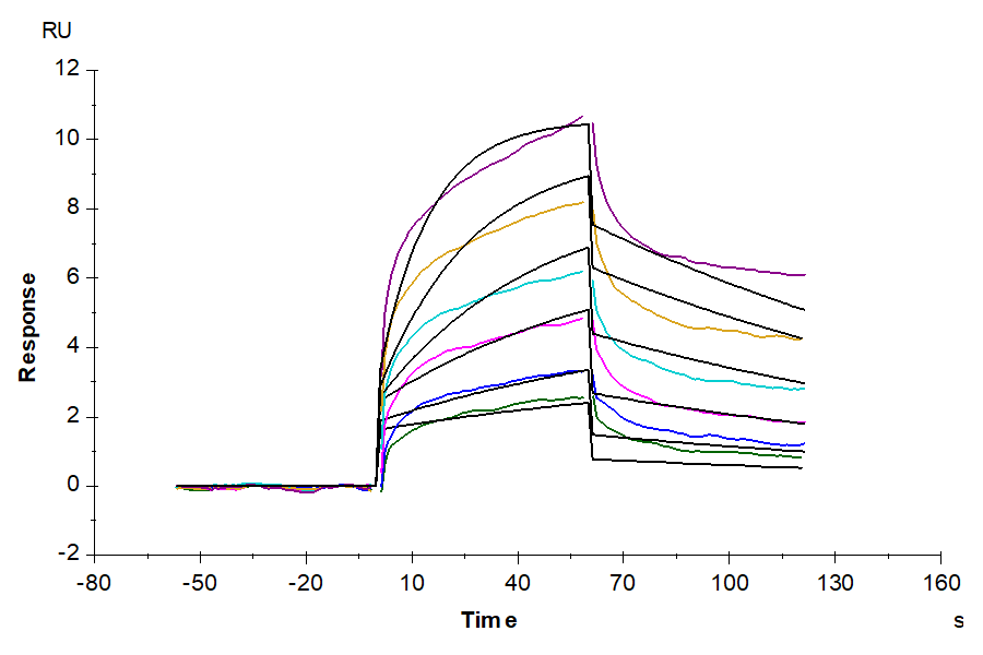 Mouse Serum Albumin Protein, Ultra Low Endotoxin (BSA-MM101-UL)