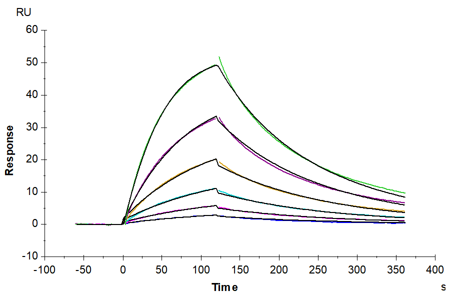 Biotinylated Human IL-1 alpha/IL-1A Protein (IL1-HM40AB)