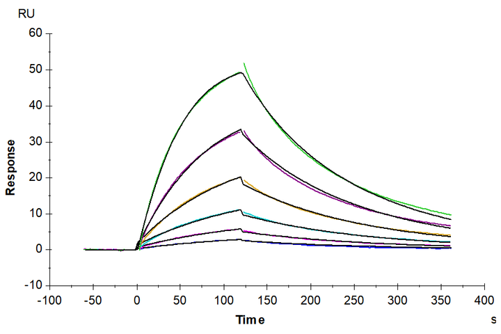 Biotinylated Human IL-1 alpha/IL-1A Protein (IL1-HM40AB)