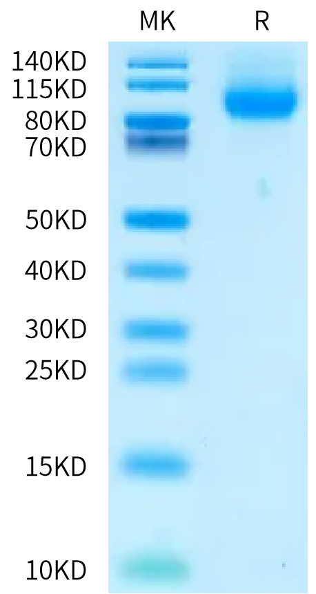 Cynomolgus PSGL-1 Protein (PSG-CM162)