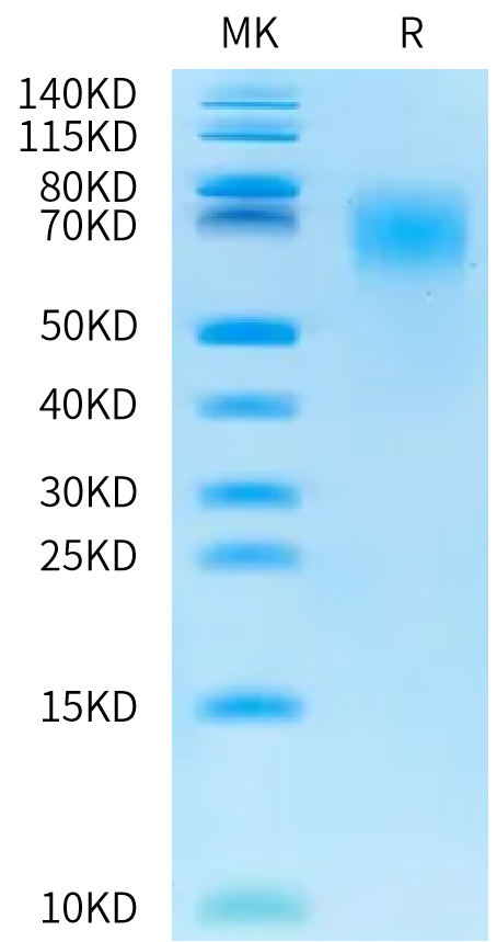 Biotinylated Cynomolgus CEACAM-6/CD66c Protein (CAM-CM406B)