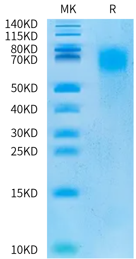 Cynomolgus CEACAM-6/CD66c Protein (CAM-CM406)