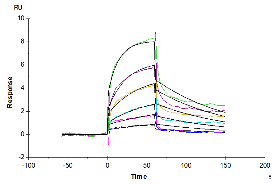 Cynomolgus Serum Albumin Protein (BSA-CM101)