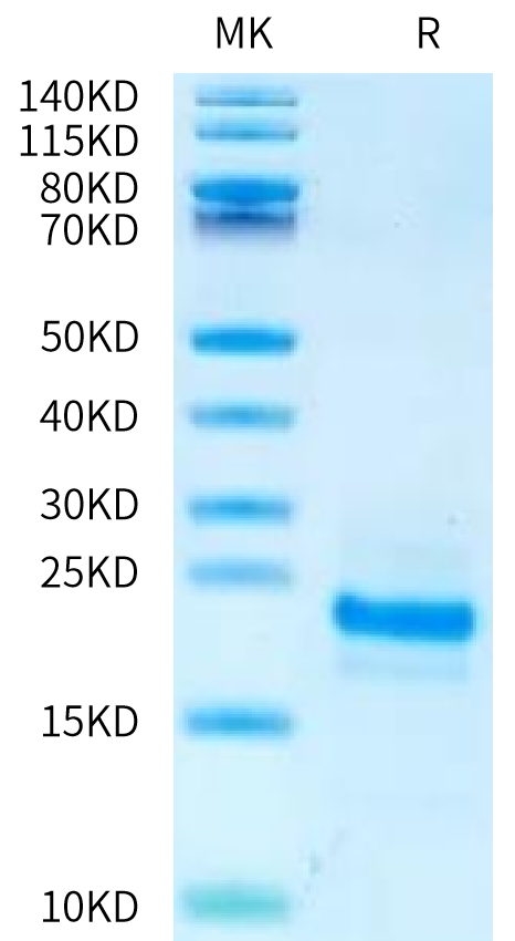 Mouse Midkine Protein (MID-ME101)