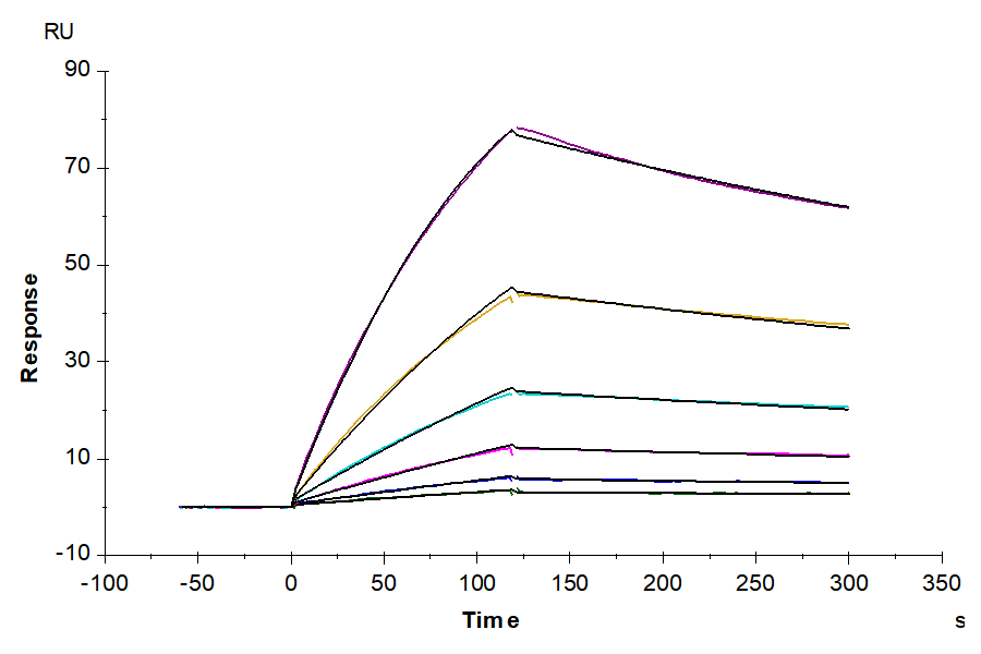 Non-biotinylated Human GARP&Latent TGF Beta 2 Complex Protein (GAT-HM402)