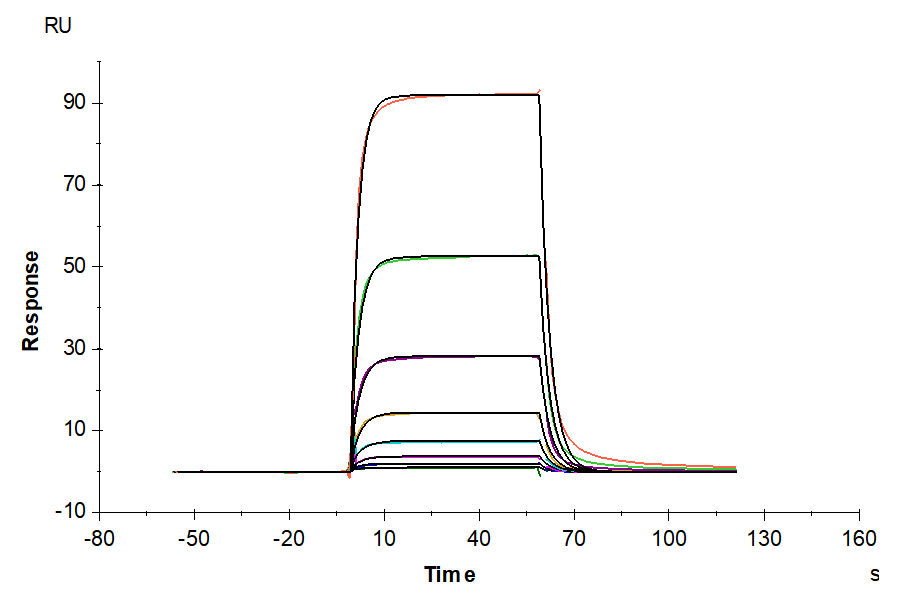 Mouse TYRO3 Protein (TYR-MM103)