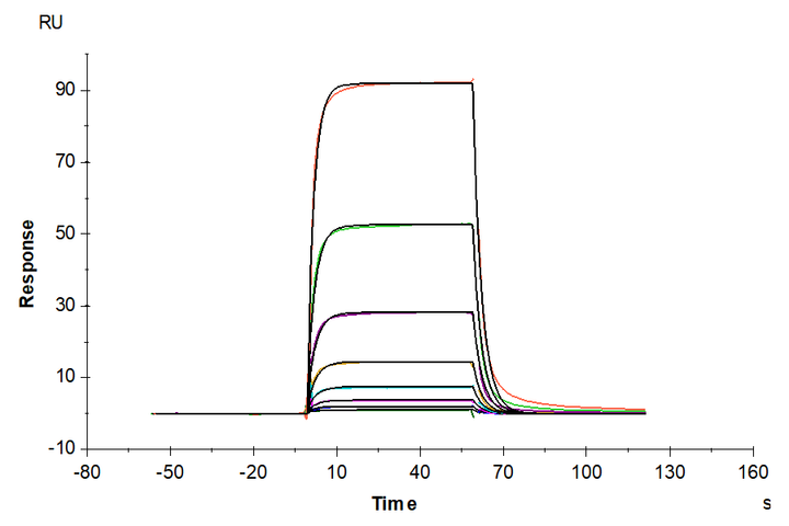 Mouse TYRO3 Protein (TYR-MM103)