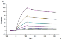 Biotinylated Human TNF alpha Protein (active trimer) (TNF-HM40AB)