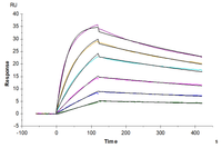 Biotinylated Human Claudin 4 Protein-Nanodisc (CLD-HM14NB)