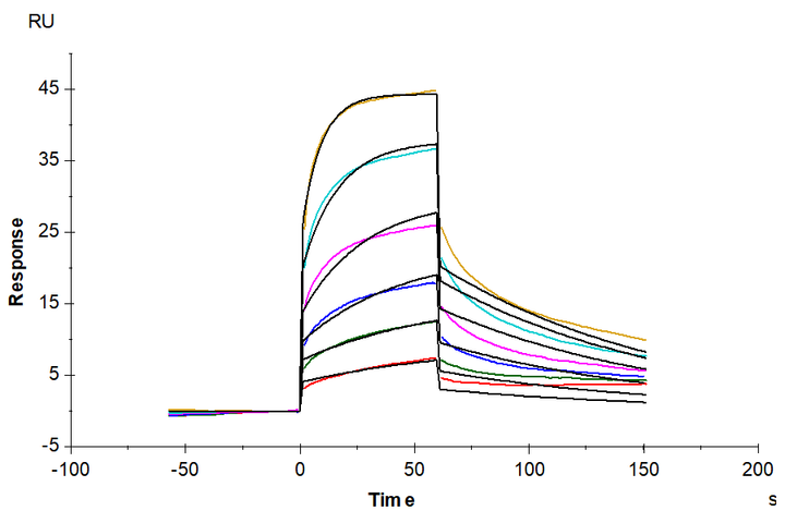 Human AGER Protein (AER-HM101)