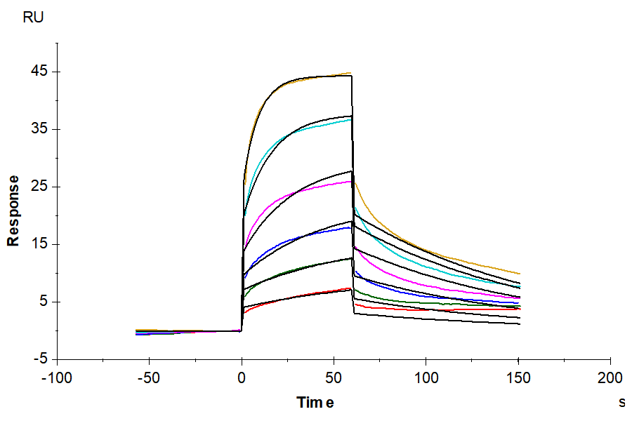 Human AGER Protein, Ultra Low Endotoxin (AER-HM101-UL)