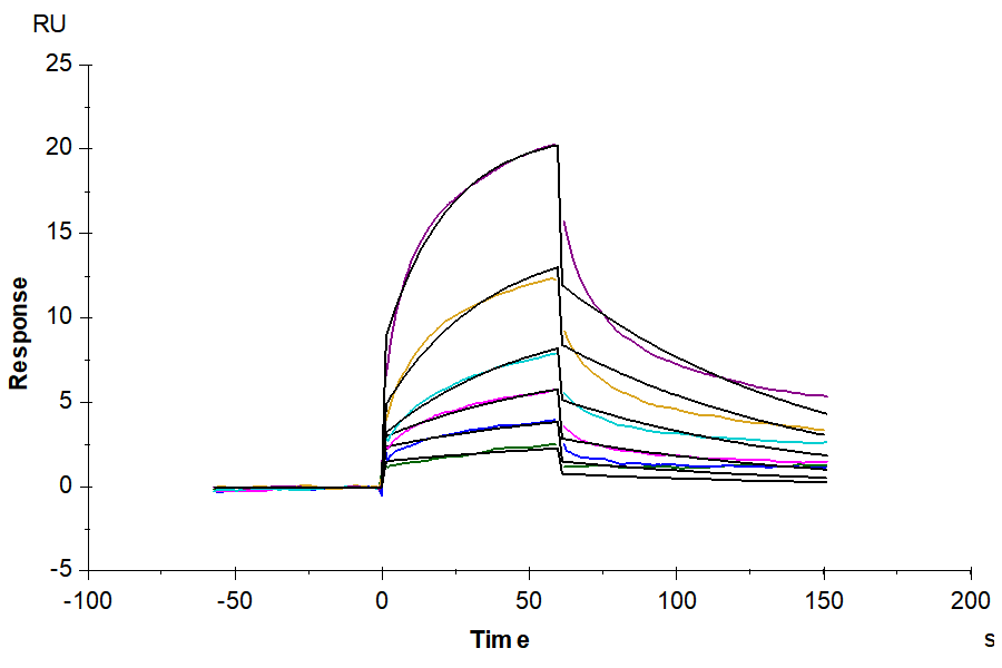Biotinylated Human HMGB1 Protein (Primary Amine Labeling) (HMG-HM1B1B)
