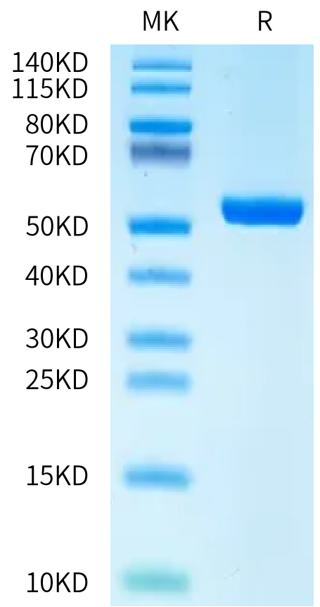 Biotinylated Human Peptide Ready HLA-B*27:05&B2M Monomer Protein (MHC-HM62RB)