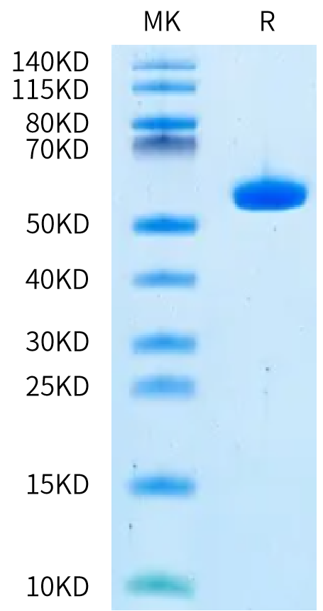 Human HLA-A*11:01&B2M&EGFR WT (KITDFGLAK) Monomer Protein (MHC-HM180)
