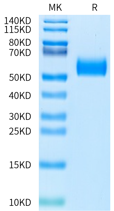 Biotinylated Human CDH17/Cadherin 17 Domain 5-7 Protein (CDH-HM4D4B)