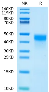 Human Kallikrein 5/KLK5 Protein (active form) (KLK-HM605)