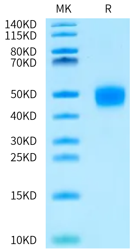 Cynomolgus Coagulation factor III/Tissue Factor Protein, Ultra Low Endotoxin (TFR-CM103-UL)